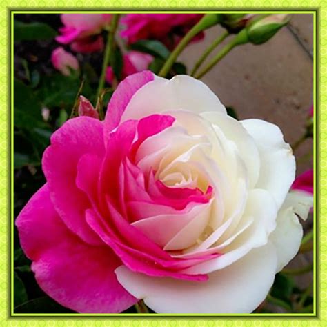 100pcs Bonsai Rare Rose Plants Beautiful Rainbow Rose Garden Flowers