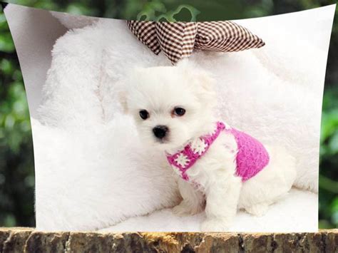 Best 25 Maltese For Sale Ideas On Pinterest Teacup Dogs For Sale Toy Puppies For Sale And