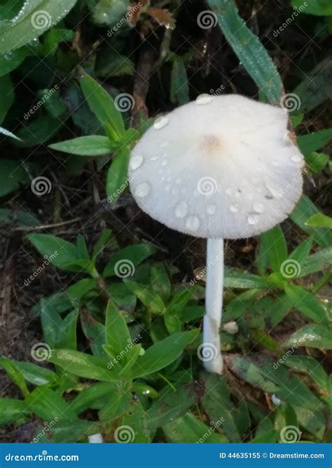 Mushroom In The Morning Dew Stock Image Image Of Toadstool Nature