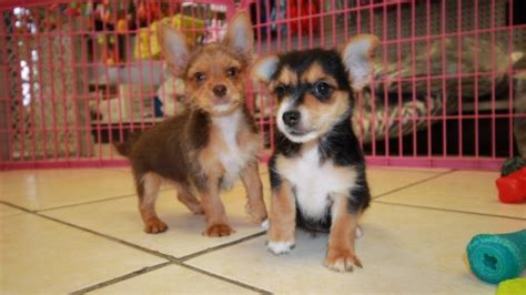 ● easy searching and secure buying. Cute Chorkie Puppies For Sale in Georgia at - Puppies For ...
