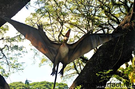 Angustinaripterus Pictures And Facts The Dinosaur Database