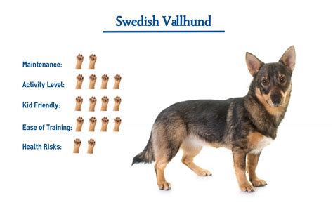 Swedish Vallhund Dog Breed Everything You Need To Know At A Glance