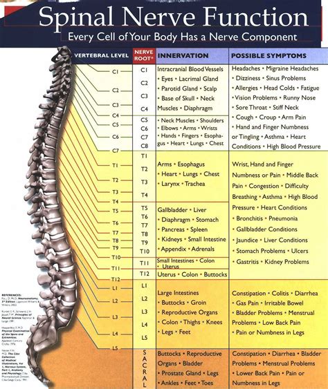 spinal nerve chart 4ac