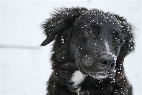 Free Images Snow Winter White Puppy Pet Portrait Black Border