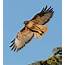 History Of Pennsylvania Hawk Watching  Audubon