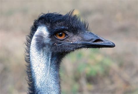Portrait Of Australian Emu Bird Dromaius Novaehollandiae Stock Image
