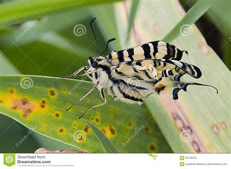Mariposa Y Hojas Del Swallowtail Del Tigre Imagen De Archivo Imagen