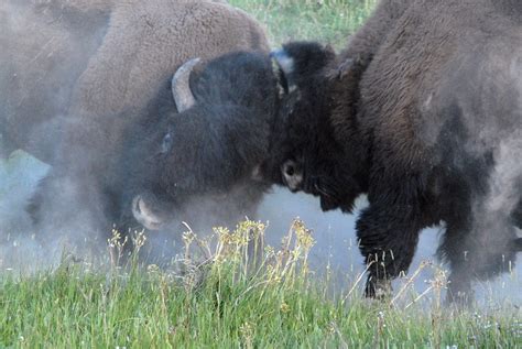 American Bison Bison Bison In Rut Ddz0065 During Mating Flickr