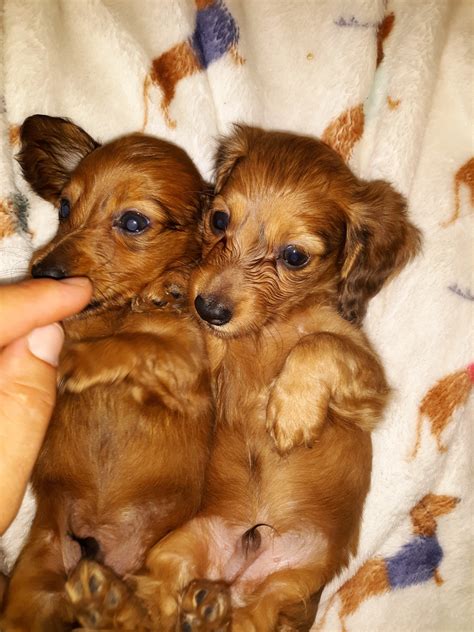 Dachshund Puppies For Sale | Paso Robles, CA #282348