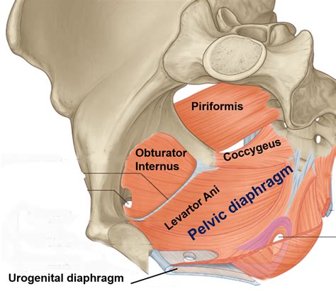 True Pelvis Anatomy