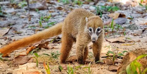 Discovering the Amazing Animals of Mexico | GVI | GVI