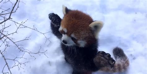 These Red Pandas Playing In The Snow Will Make Your Day Huffpost Uk