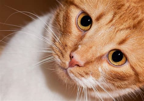 Cat Pet Domestic Cat Animal Portrait Close Up Head To Watch View
