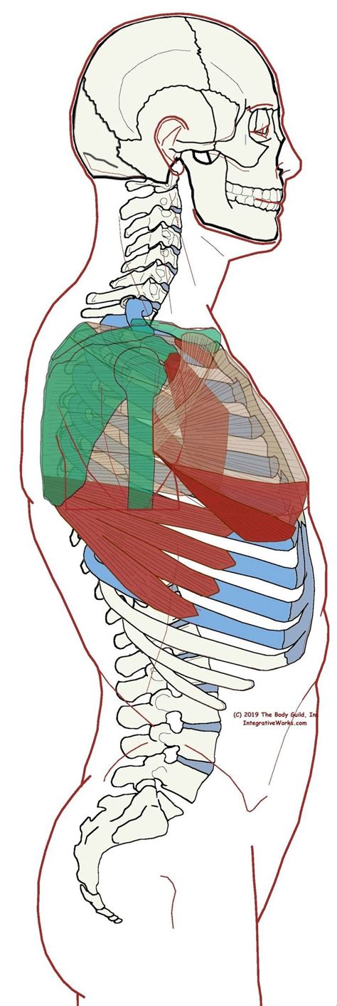 The pectoralis major muscles (also known as the pecs) are located on the front of the rib cage, and form the major muscles of the chest. Extrinsic Chest Muscles - Functional Anatomy in 2020 | Chest muscles, Chest, Muscle