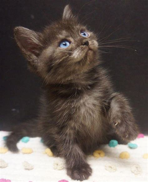 Ojo Azule Brown Kitten With Blue Eyes Cat Kittens Cute Feline