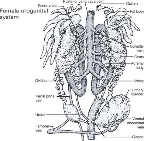 Celebrity News: circulatory system of a frog