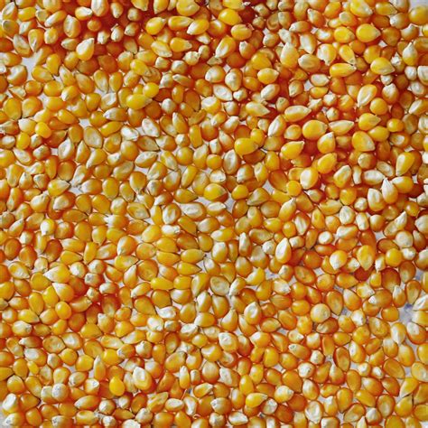 Heirloom Popcorn Seed Company Heirloom Popcorn Seed