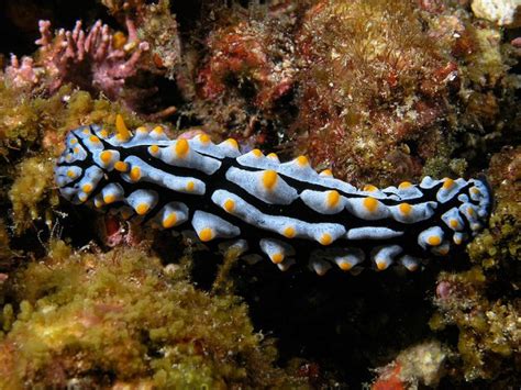 10 Marine Invertebrates To Avoid — Practical Fishkeeping