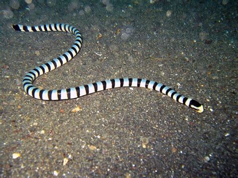 9 Critically Endangered Sea Snakes In The World