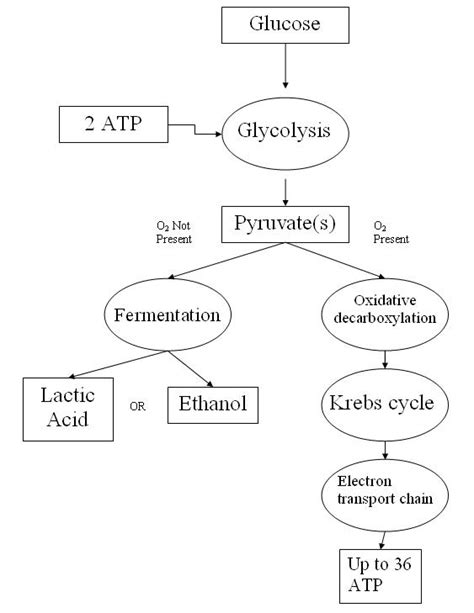 Photosynthesis Cellular Respiration Flow Chart Worksheet My XXX Hot Girl