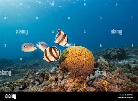 Seascape With Banded Butterflyfish While Spawning Of Grooved Brain