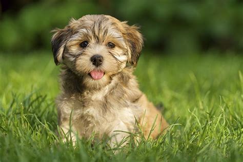 Havanese puppy care is simple, easy, and quick once you learn the basics! 5 Best Dog Food For Havanese (2020 Reviews ...