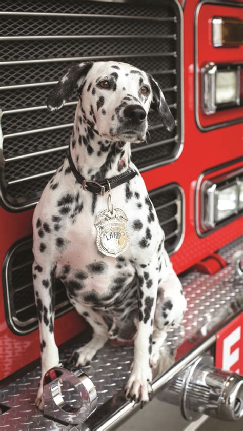 In Memoriam Wilshire The Fire Dog A Breed Apart The Relief