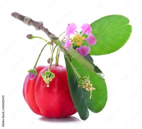 Malpighia Emarginata Barbados Cherry Acerola Cherry Starter Plants