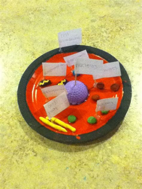 21 Animal Cell Model Clay Pics Colorist