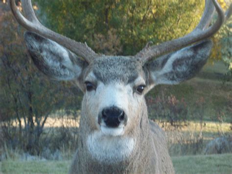 Free Photo Deer Nose Animal Wildlife Wilderness Free Download