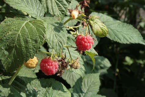 Free Images Nature Fruit Berry Flower Food Produce Blackberry