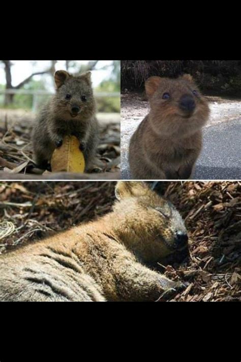 Quello che vedete è un quokka, un marsupiale australiano socievole e dal comportamento tranquillo. Always smiling | Quokka