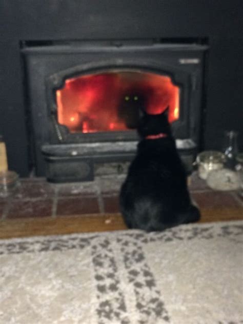 30 Photos That Prove Cats Are Actually Demons Sunnyvibes