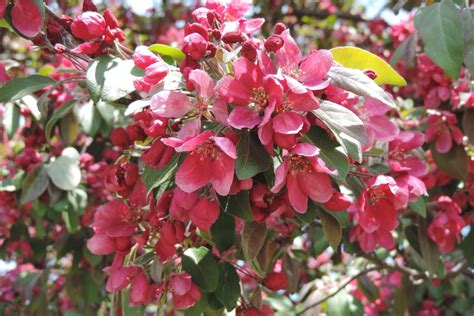 The Centennial Crabapple Tree Minneopa Orchards