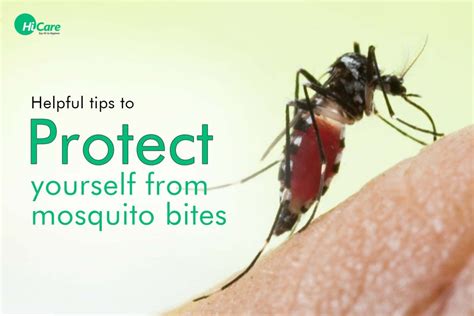 Helpful Tips To Protect Yourself From Mosquito Bites Hicare Blogs