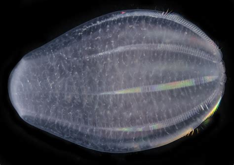 Comb Jellies Possibly First Lineage To Branch Off Evolutionary Tree