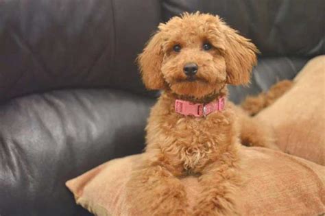 22 Poodle Haircuts Your Pets Will Definitely Love