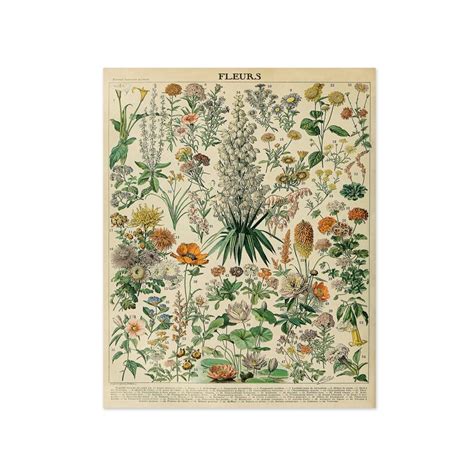 Vintage French Floral Illustration Botanical Print From Petit Etsy