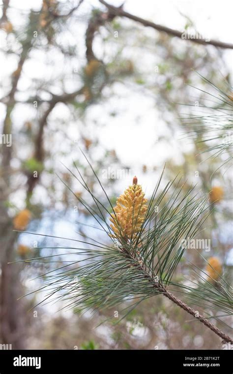 Chinese Red Pine High Resolution Stock Photography And Images Alamy