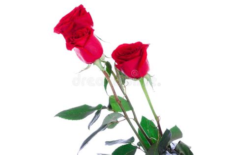 3 Red Roses On A White Background Stock Photo Image Of Flowers