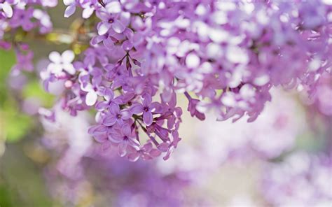 Lilac Wallpaper 1680x1050 51668