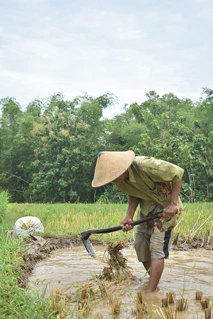 Petani Cangkul Sawah Foto Gratis Di Pixabay Pixabay