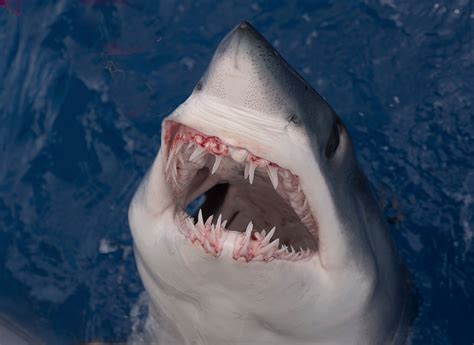 Unleashing The Shortfin Mako Shark The Ultimate Predator Of The Ocean