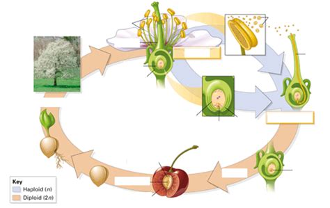 Angiosperm Flower Life Cycle Diagram Quizlet