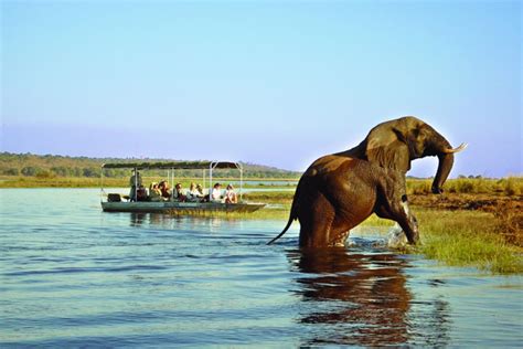 Chobe National Park Boat Cruise Join Up Safaris