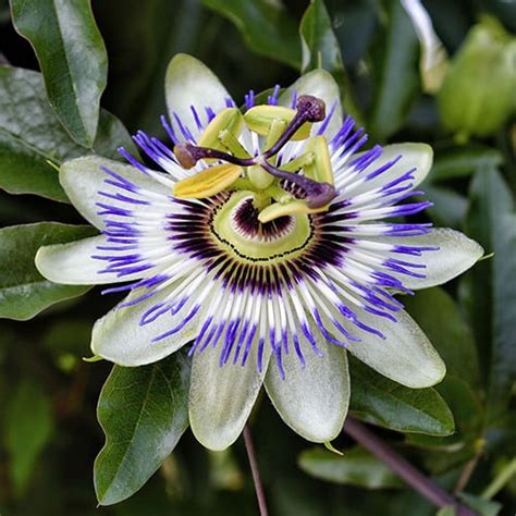 Passion Flower Care Guide How To Grow Passion Flowers Diy Garden
