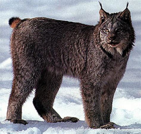 The Canada Lynx Hubpages