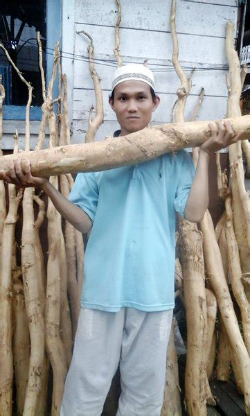 Jual Jual Akar Pasak Bumi Asli Kalimantan Herbal Bongkahan Pasak Bumi Pasak Bumi Batangan Besar