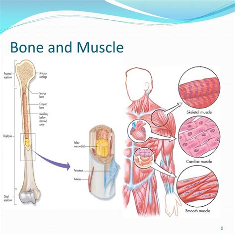 Ppt Bone And Muscles Powerpoint Presentation Free Download Id2241178