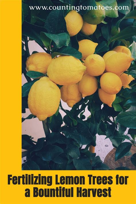 Fertilizing Lemon Trees For A Bountiful Harvest In 2021 Citrus Trees
